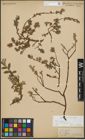 Foto von Salix repens subsp. incubacea (L.) A. Neumann
